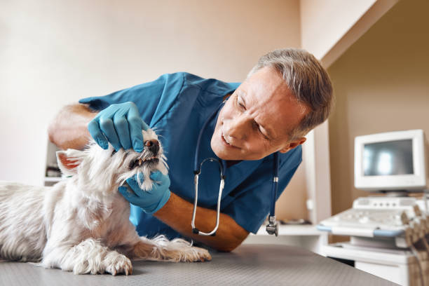 Best 24-Hour Emergency Dentist in Brownsville, OR